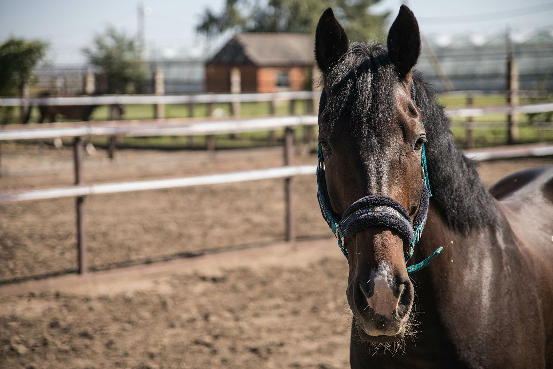 Understanding ICSI Services at Signature Equine Hospital