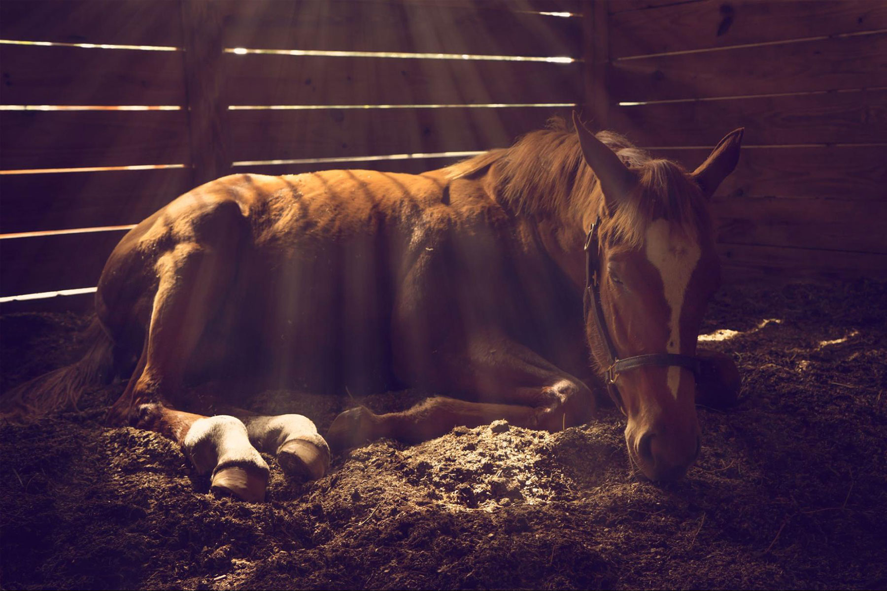 Pigeon Fever in Horses: Understanding Causes, Symptoms, and Treatments