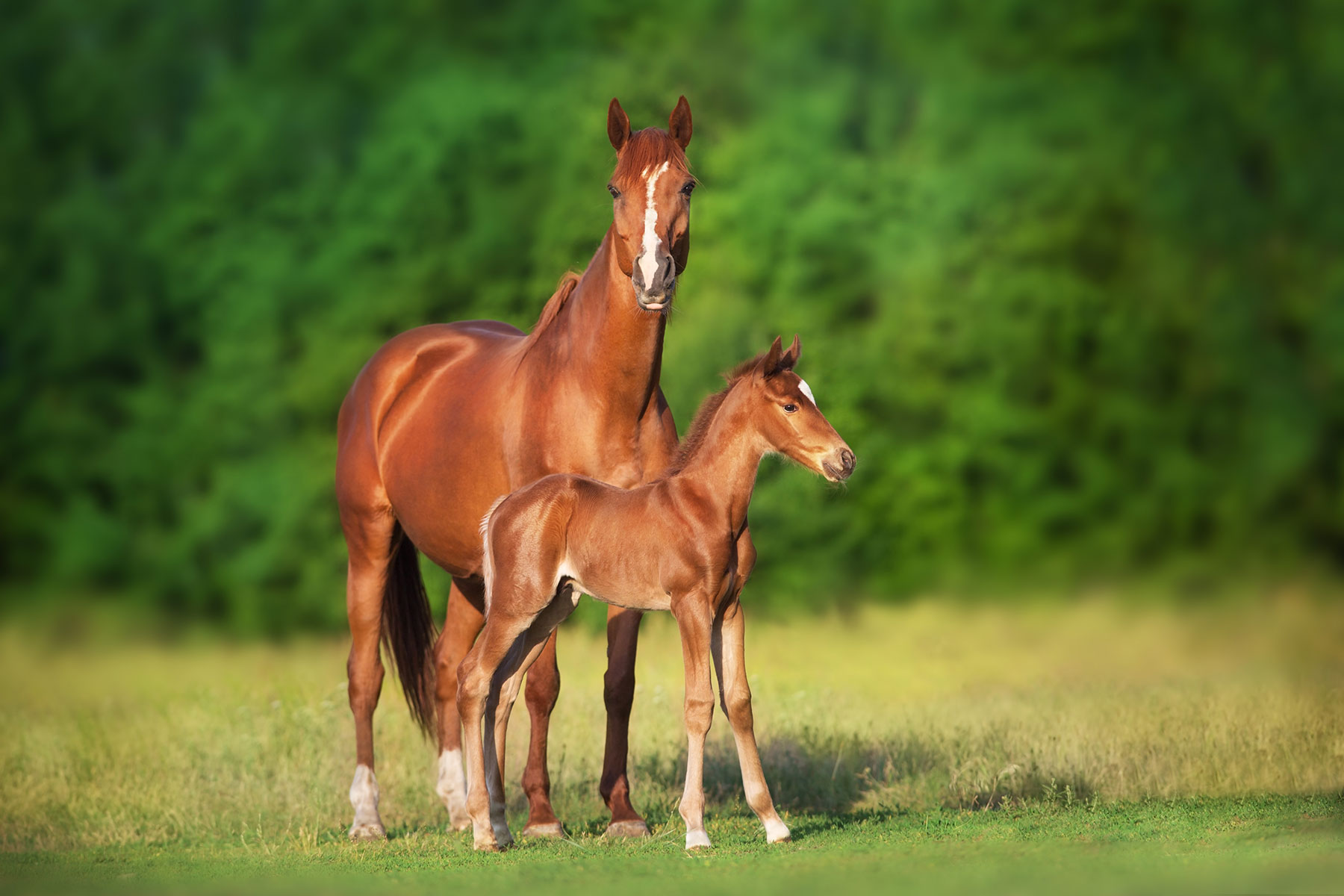 The Benefits of Foal Plasma Therapy