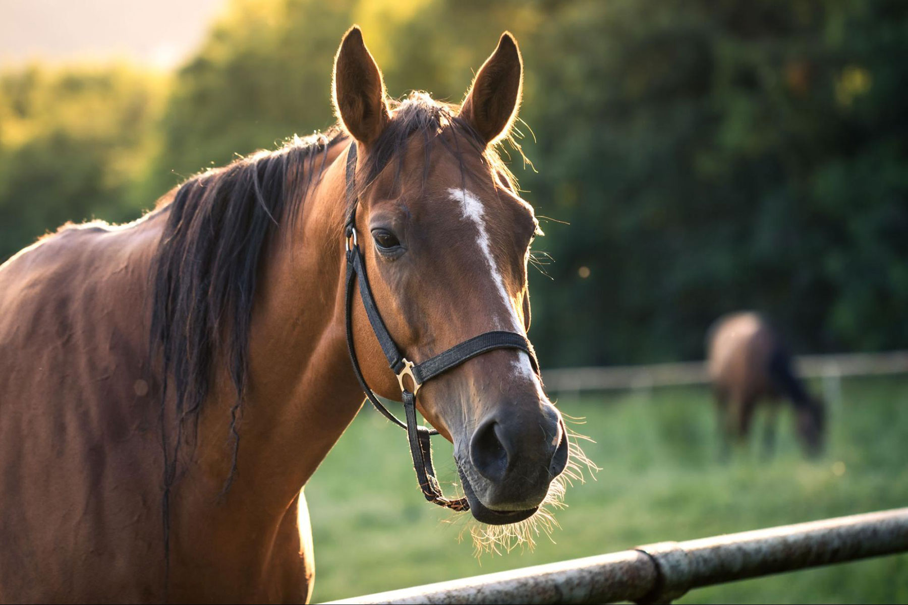 Preventing Rhodococcus equi and Streptococcus zooepidemicus